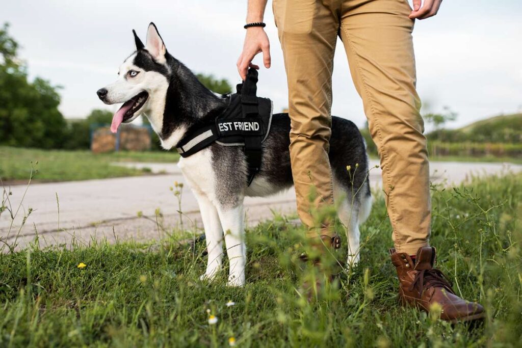 Khoji dog tracking scent at crime scene