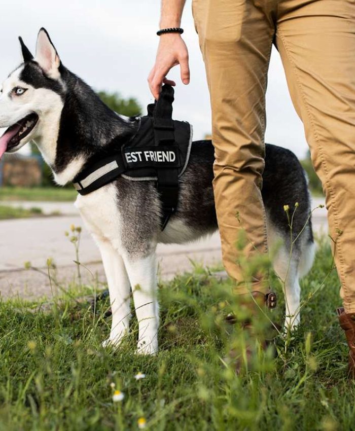 Khoji Dog Services for Crime Tracking in Pakistan