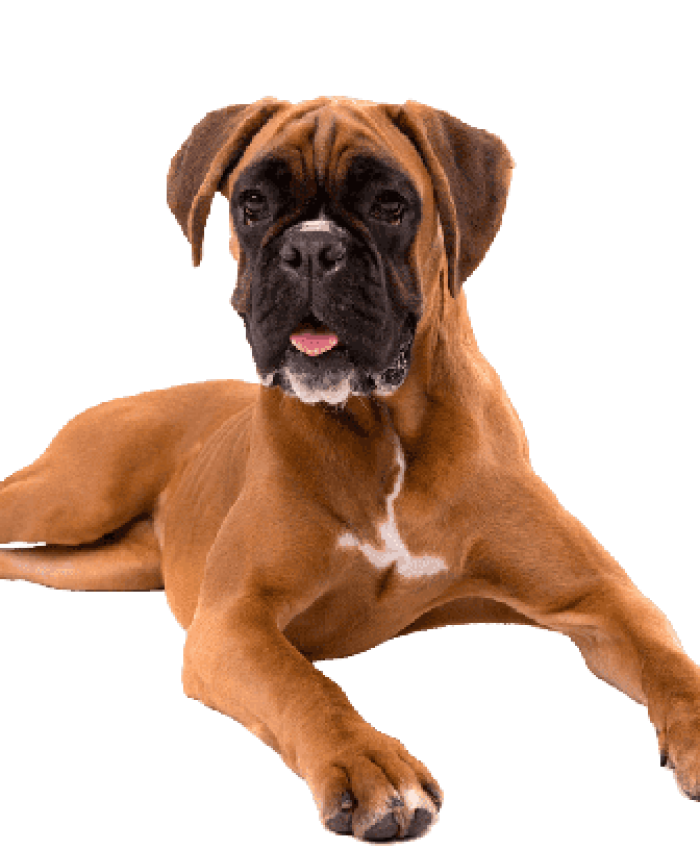 Khoji Searching Dogs Services